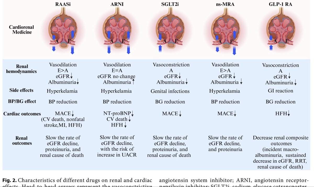 Which drug does what to the nephron &amp; heart?

This single graphic shows the differences:

🟥 RAASi — eGFR dip, MACE↓
🟧 ARNI — NT-proBNP↓
🟩 SGLT2i — proteinuria↓
🟦 ns-MRA — fibrosis↓
🟪 GLP-1 RA — HFH↓

🔗 doi.org/10.1159/000548… 🆕 

#CardioRenal #HFpEF #HFrEF #CKD