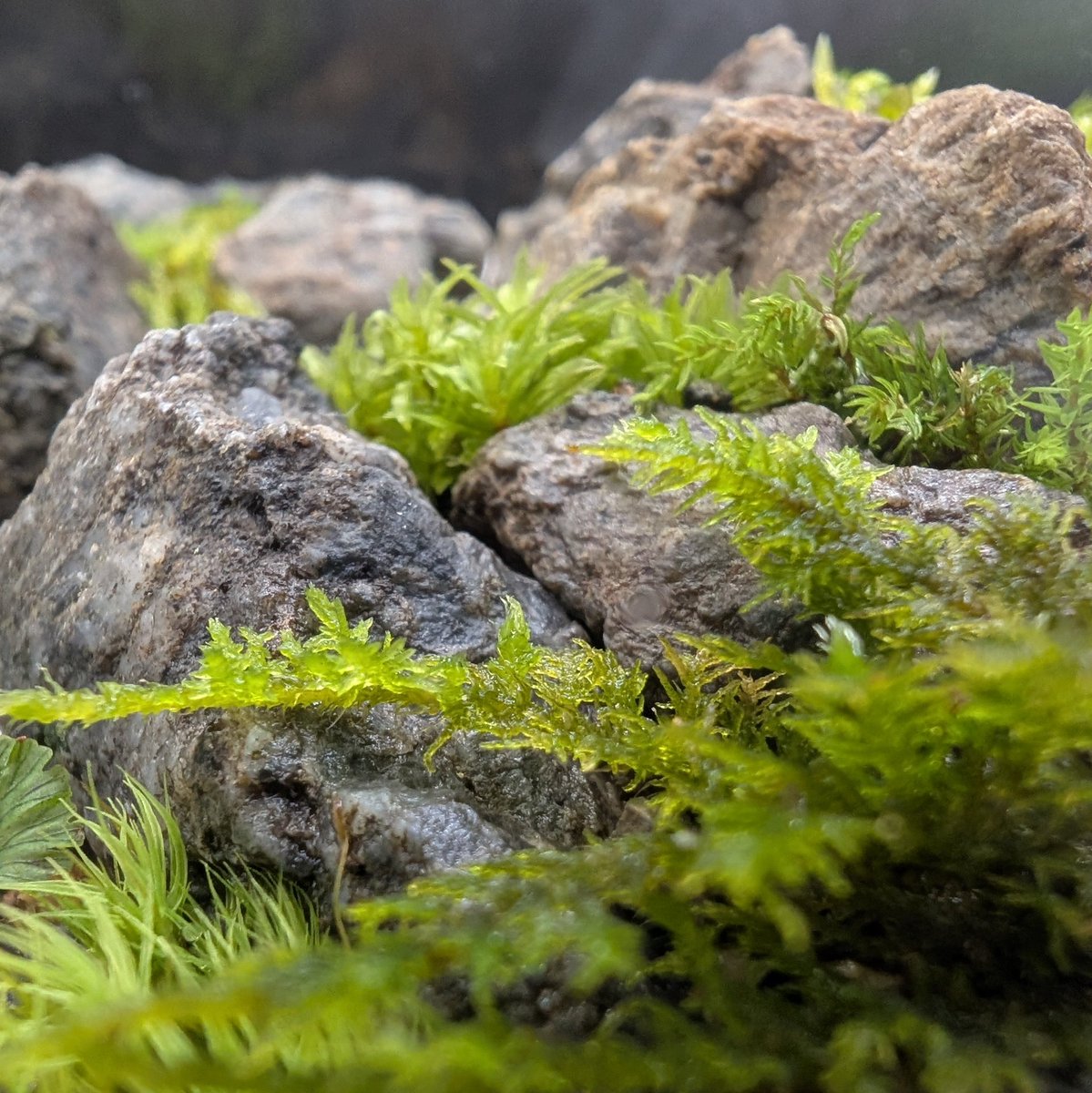 MimimiWith's tweet photo. #feeltheGarden さんの苔テラリウムパーティーに参加してきました。
#moss_connectgram さんのワークショップがとっても勉強になりました。石の組み方が難しくて脳がよじれました…

#Garage
#渋谷ヒカリエ
#渋谷スクランブルスクエア
#清澄庭園
#苔テラリウムパーティー
#苔テラリウム https://t.co/Upu80EHTDs