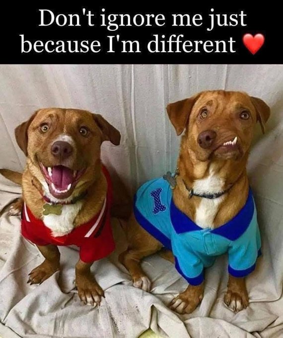 Beyond The Leash (@beyond_theleash) on Twitter photo 