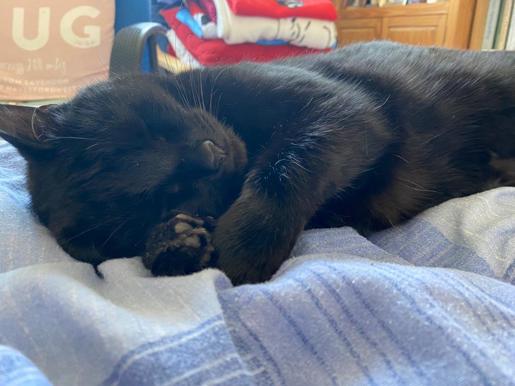 LanguagesCat's tweet image. Languages Cat's Welsh Phrase Of The Day For Cats: 
Mae angen cwsg arnaf = I need a sleep.