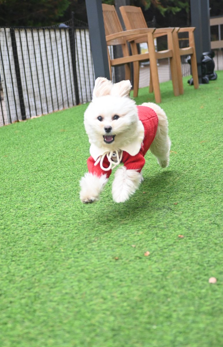 boku_soy's tweet image. 🐰🐶💨💨💨

 #ポメプー  #pomapoo 
 #ポメプーのSOY 
 #トイプードル  #ポメラニアン 
 #犬好きさんと繋がりたい 
 #犬