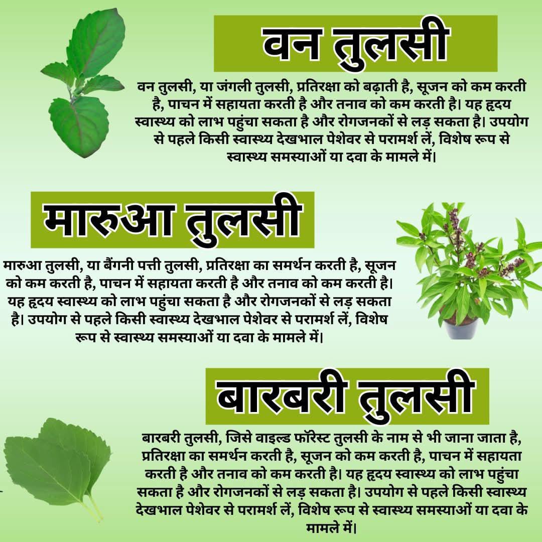 #तुलसी_पर्यावरण_स्वास्थ्य_का_आधार
स्वस्थ हृदय को बढ़ावा देता है
तुलसी में विटामिन सी और यूजेनॉल जैसे एंटीऑक्सीडेंट होते हैं, जो हृदय को मुक्त कणों के हानिकारक प्रभावों से बचाते हैं। यूजेनॉल रक्त में कोलेस्ट्रॉल के स्तर को कम करने में भी उपयोगी साबित होता है