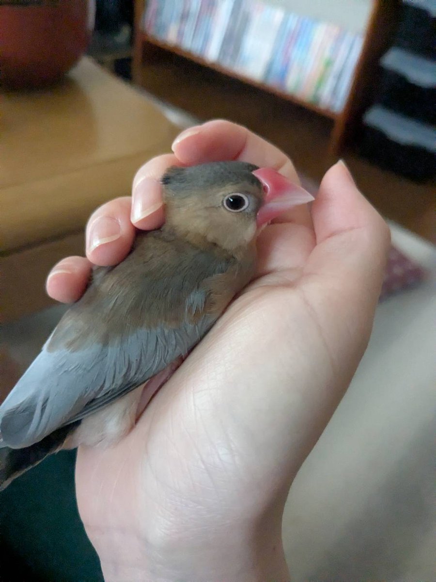 【拡散希望】
文鳥の迷子情報です

場所：さいたま市北区日進町1丁目
日時：7/12/8 11時50分
名前：つくし
特徴：手乗り文鳥。まだ茶色の羽が残っています。

情報お持ちの方、下記までご連絡を
npotsubasa@tsubasa0615.org
情報拡散のご協力お願いします