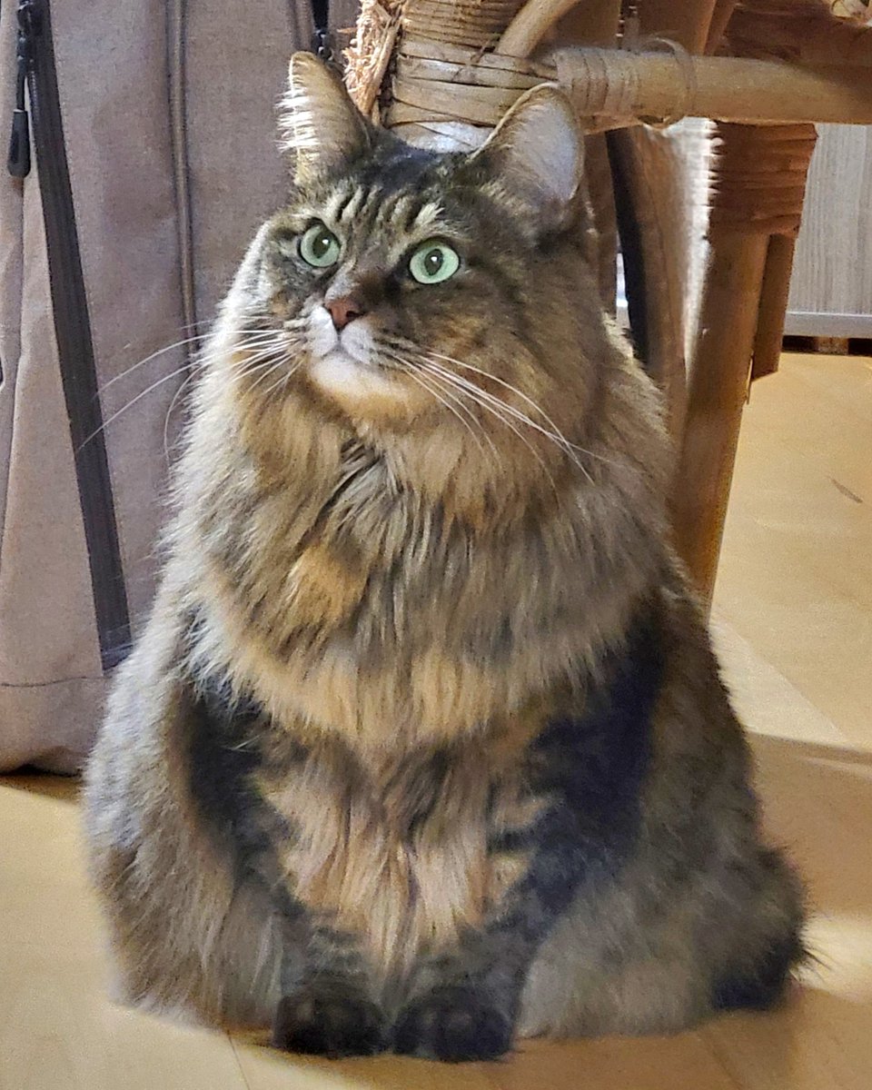 [専用出品]タヌちゃん たぬ