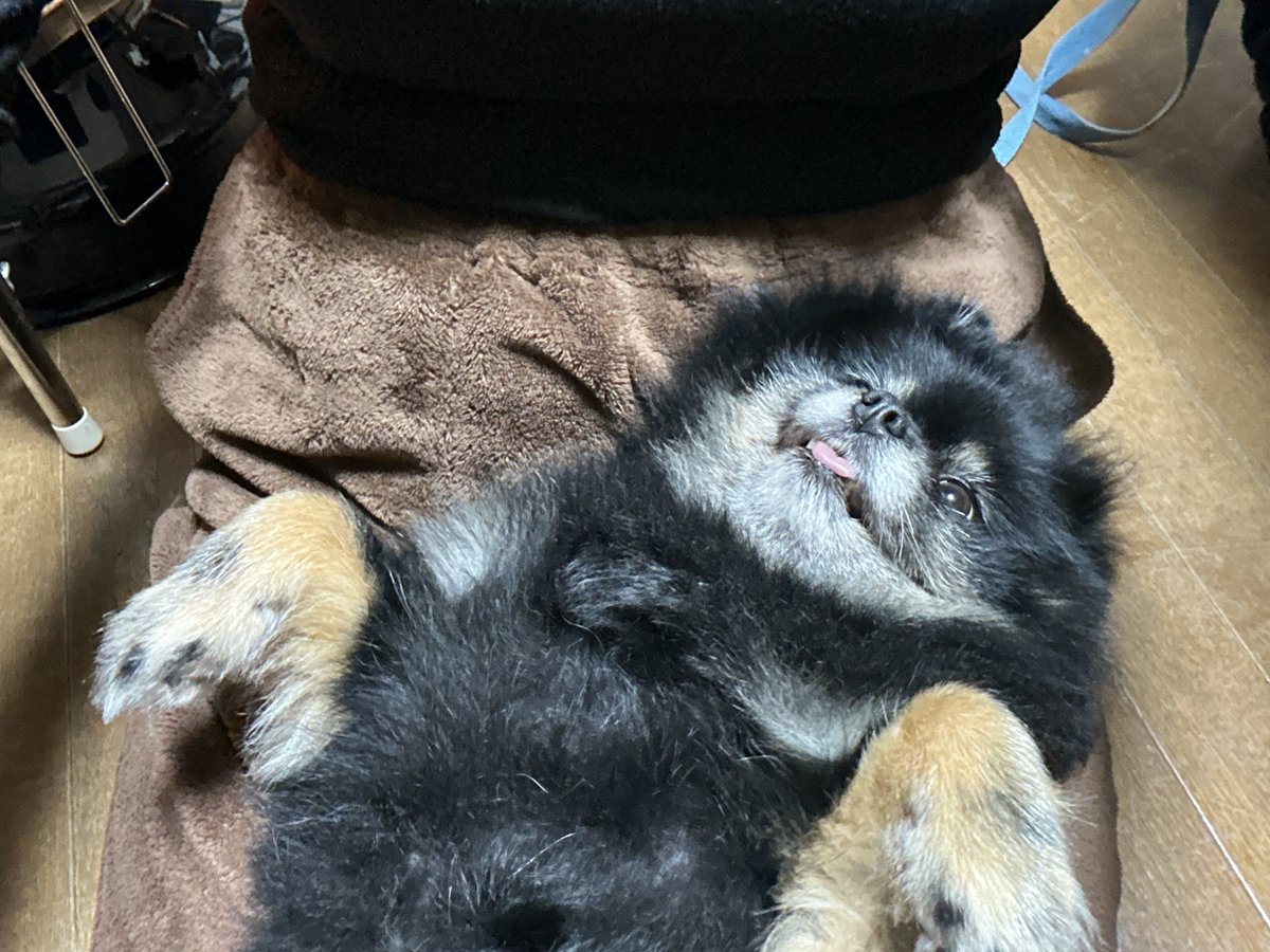 めめこ犬 (@szm8v8) on X