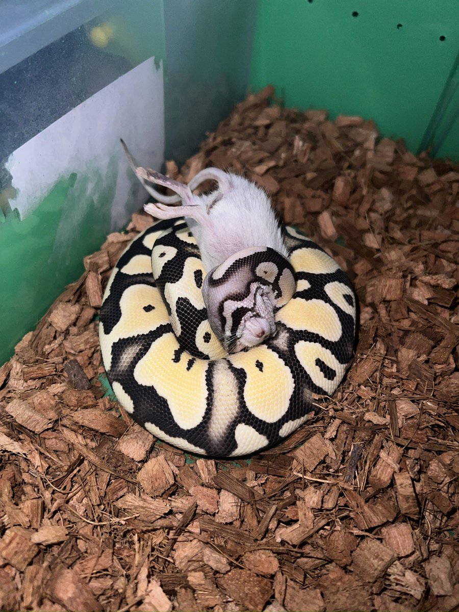 JulianJulizm's tweet image. First feeding frozen/thawed! 

Hope she&apos;ll continue growing.

#ballpython