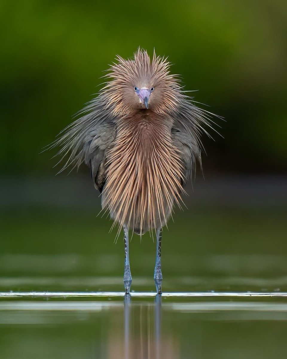 MbarkCherguia's tweet photo. Mondays. You too?

📷: @nate.arnold.birds ©️
https://t.co/X1Igw7gv2s

#Florida #MondayMotivation https://t.co/nRAHrJRNNJ
