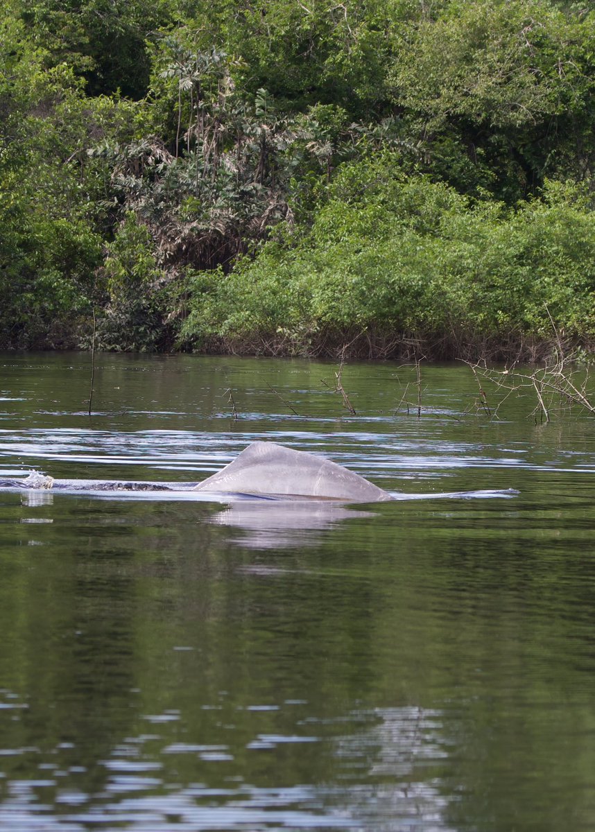 David Ascanio tweet media