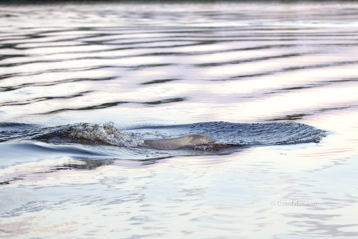 David Ascanio tweet media