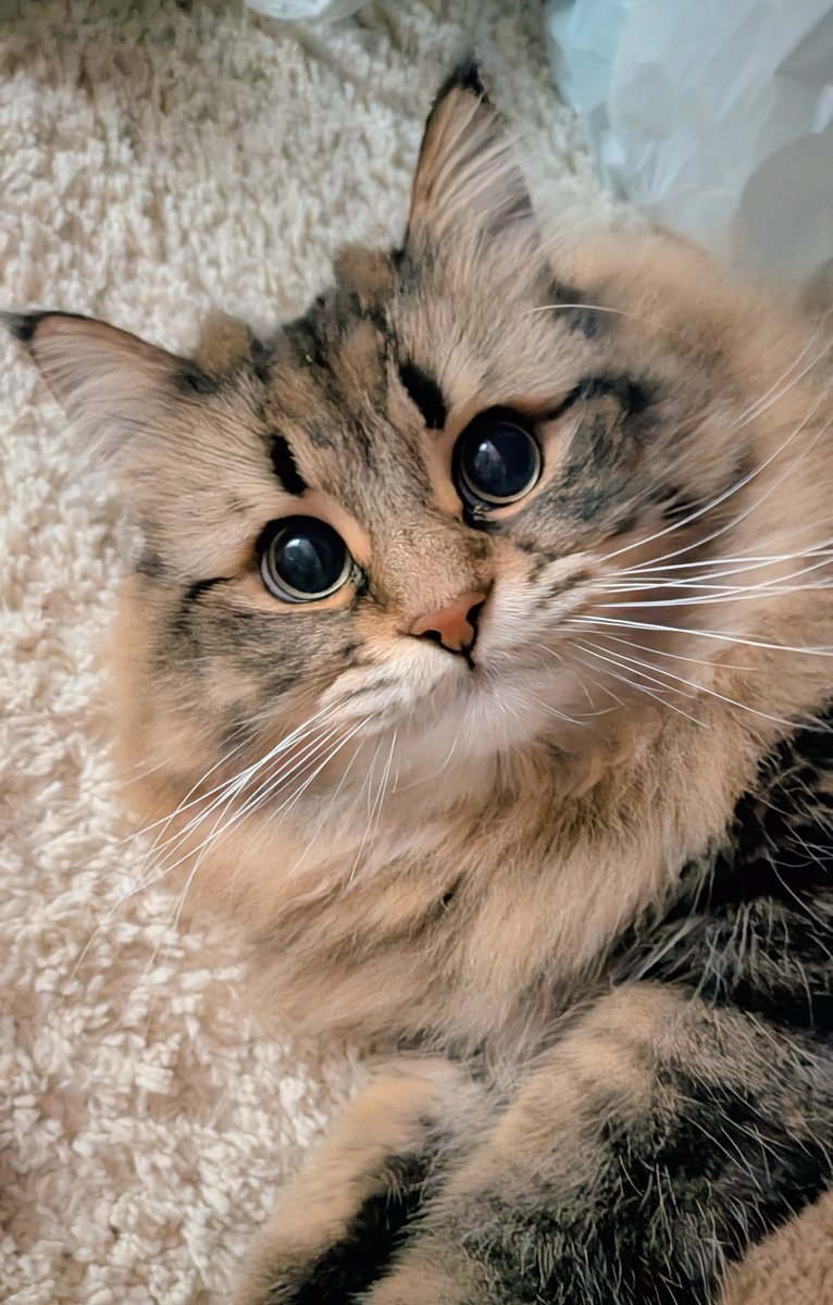 ヤマネコ (@ymnc_rf) / Posts / X