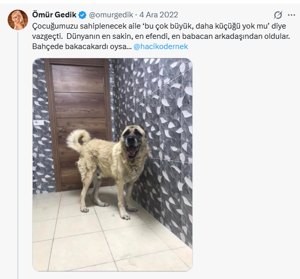 Haçiko'nun (en büyük köpek derneklerinden birinin) başkanı Ömür Gedik, günlerce uğraşa rağmen şu köpeği sahiplendiremedi. Zar zor bir kişi sahiplendi o da bakamam diyerek geri iade etti.

Rant yoksa başıboş köpeksever de yok. Muslukları kapatın ak koyun kara koyun çıksın meydana.