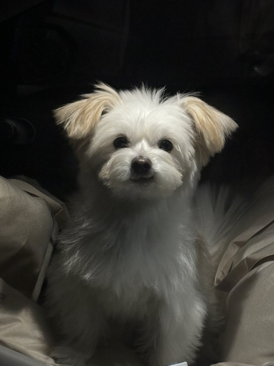 요즘 자꾸 썩소지음 (미용할때가 됐다는 뜻)