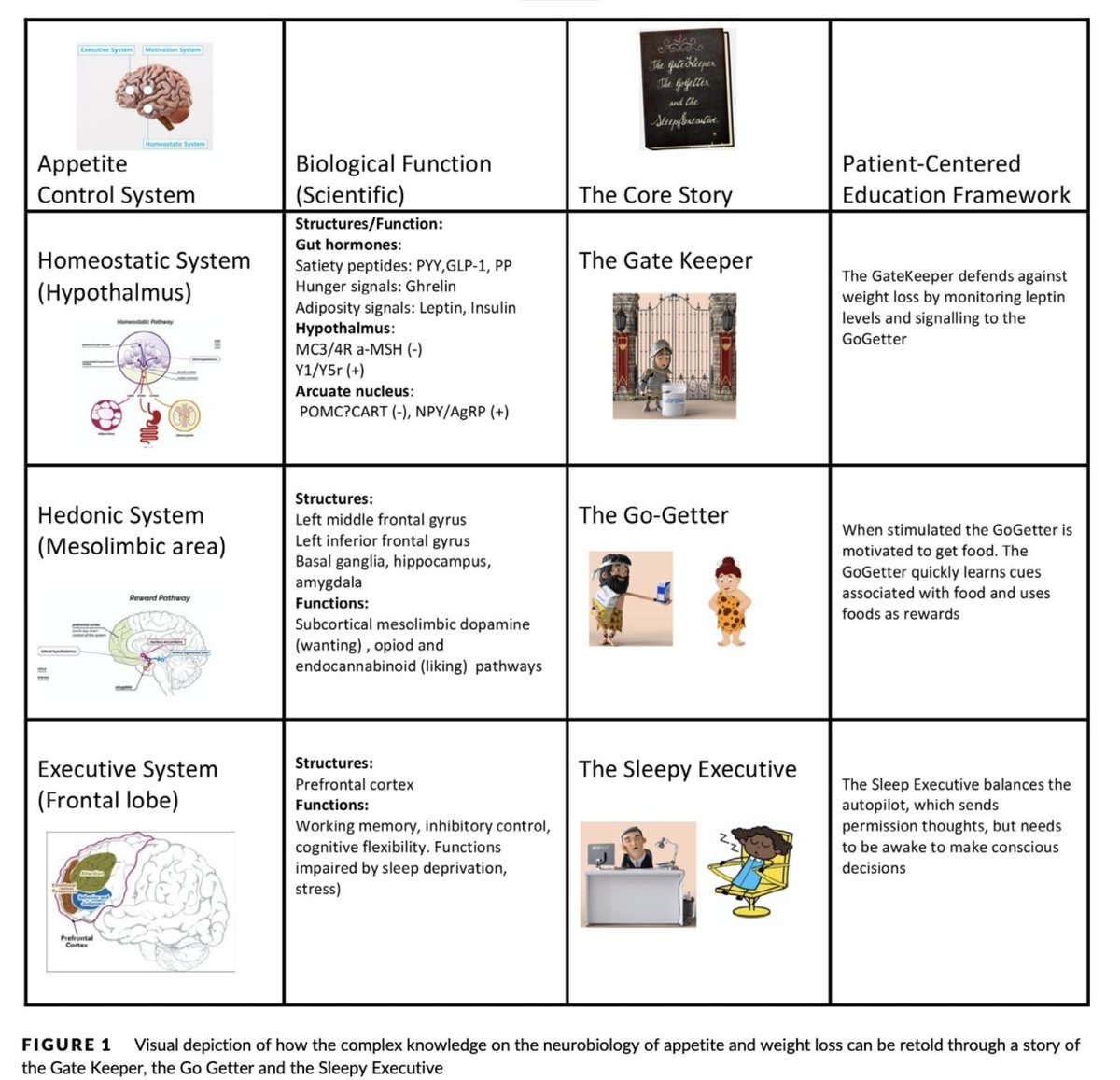 CMEINDIA1's tweet image. Understanding Obesity Through the Gatekeeper–Go-Getter–Executive Model

1. Obesity is a neurobiological disease, not a failure of willpower

Three interacting brain systems regulate appetite:
Homeostatic (Gatekeeper), Hedonic (Go-Getter), Executive (Sleepy Executive).…