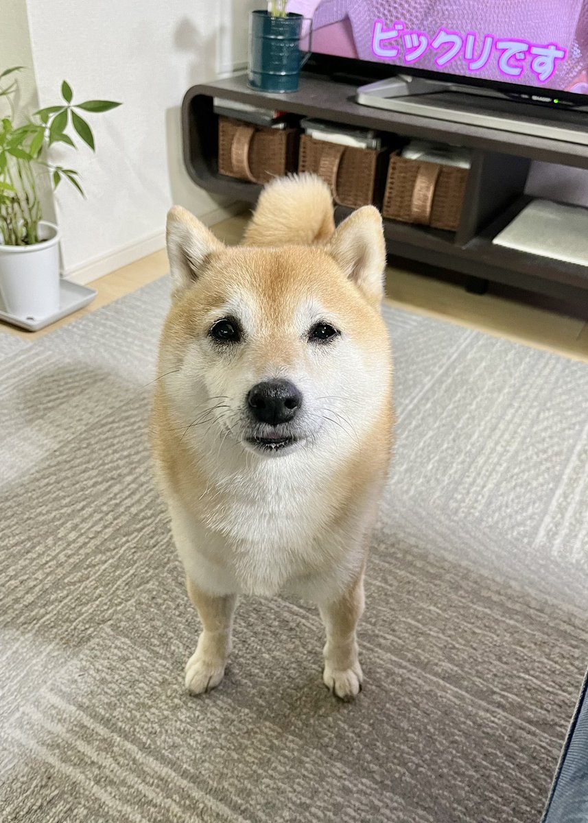 久々にトゥナの香りを吸った犬✨ #あぁ憧れのトゥナ #しかも今夜は