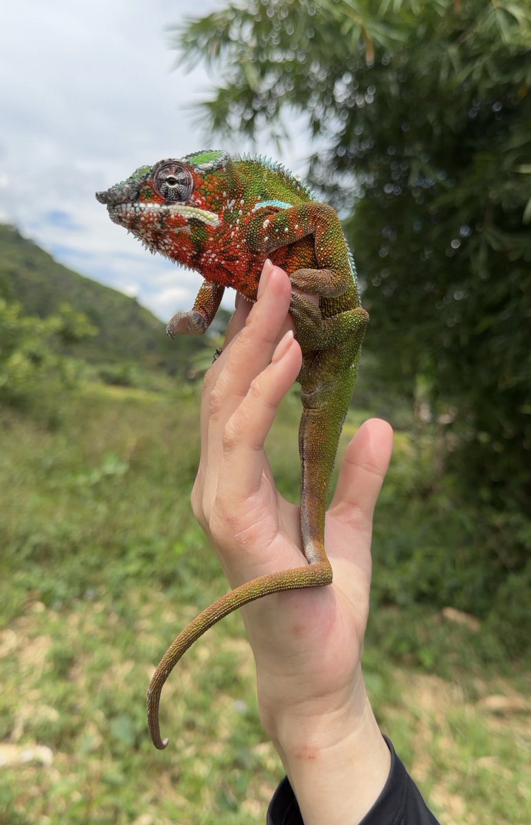 【KAMEREONページです】 カメレオン