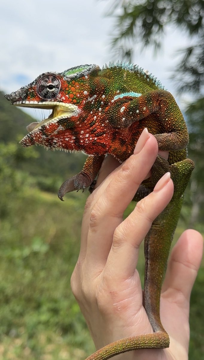 ヒ*ロ様 ☘️ スペシャルイベント☘️ラスト2☘️371 ❤️超希少【カメレオン カメレオン