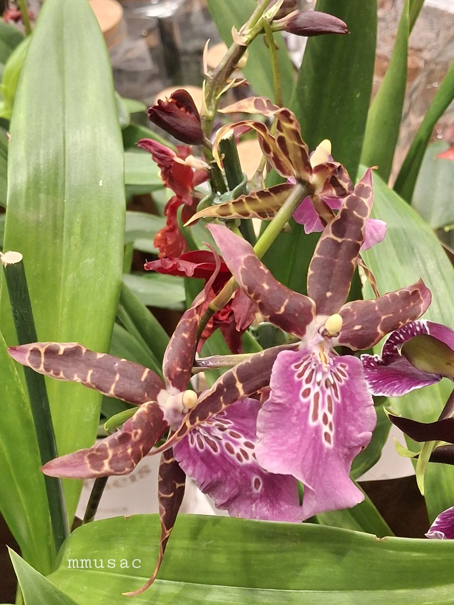 Orquídea 🍃🍃🔽✳️🟪

Apreciadas por su increible belleza y elegancia
El abanico de variedades es enorme. 

Muy feliz día