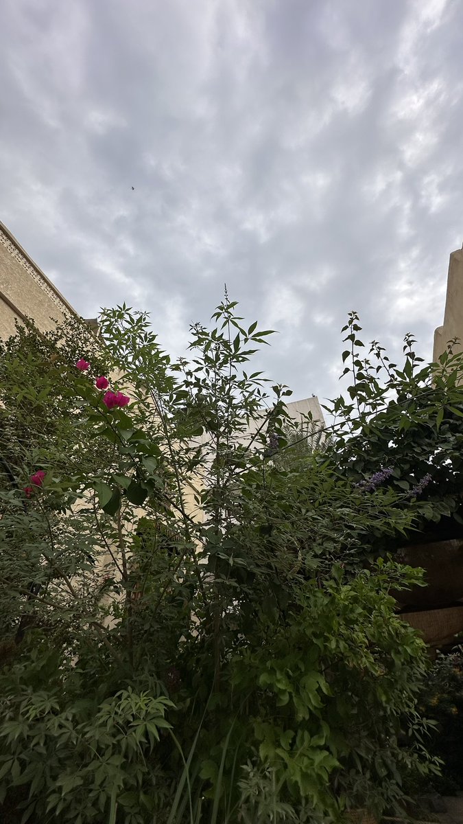 العالم أعجوبة، ولكننا نعتاد على هذه الأعجوبة.
انظروا إلى زهرة الهندباء ولكن برغبة، وليس بسطحية، كما اعتدنا أن ننظر إلى كل ما حولنا والذي من جرائه لا نلاحظ شيئًا.

- هروبي إلى الحرية، علي عزت بيغوفيتش📖