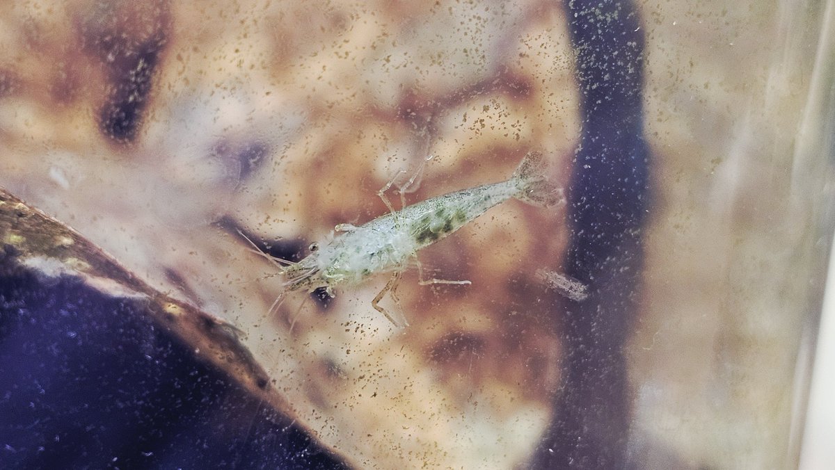 今日の一鉢
ミナミヌマエビさん
よしよし、やや子をたくさん産んでおくれ。
あ、今日の鉢は金魚鉢の鉢ね。