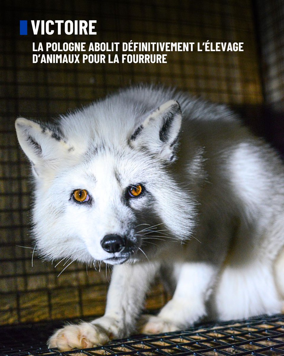 🇵🇱 À la suite du vote des députés polonais à la mi-octobre 2025 interdisant l’élevage d’animaux destinés à la production de fourrure, le président <a href="/NawrockiKn/">Karol Nawrocki</a> a promulgué la loi la semaine dernière, faisant ainsi de la Pologne le 23ᵉ pays européen à bannir cette pratique.

En