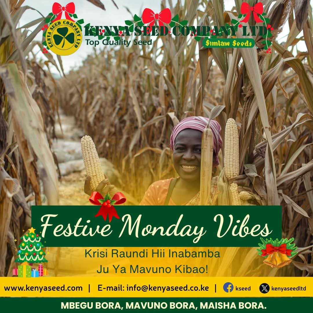 The festive season is here!!!
As you enjoy a good harvest, don't forget  quality maize &amp; wheat seed for the best Ugali &amp; Chapati is found at Kenya Seed!
#happyfestiveseason
#topqualityseed