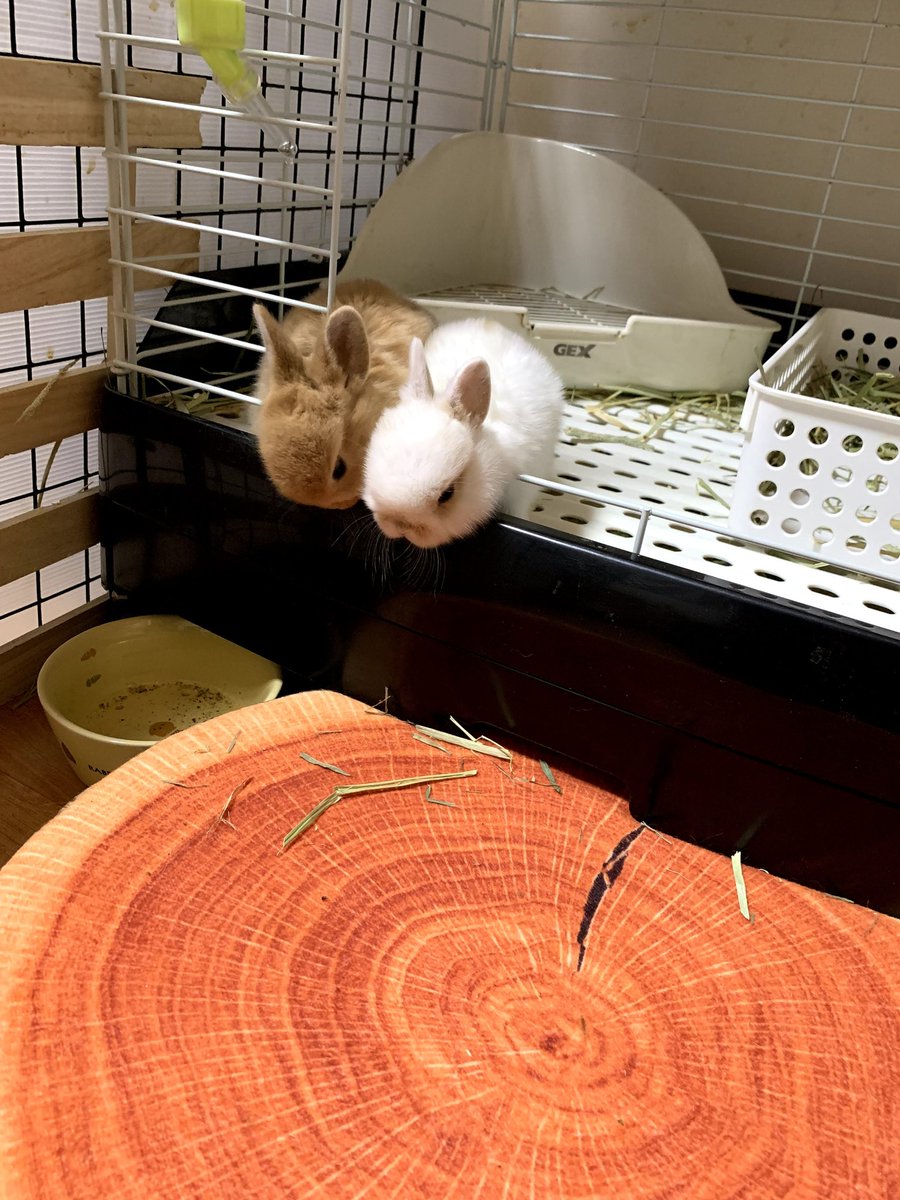 まだお部屋から出るのが怖い子うさぎを見たっていい