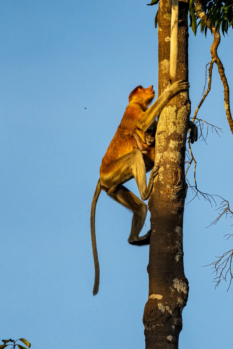Eyes of the Forest!
A mother Proboscis monkey and her baby making their way up the treetops, a moment from our very first evening in Kalimantan. The light was beautiful, but what captivated me most was the pure curiosity shining in the baby’s eyes.
 #ProbocisMonkey #Kalimantan