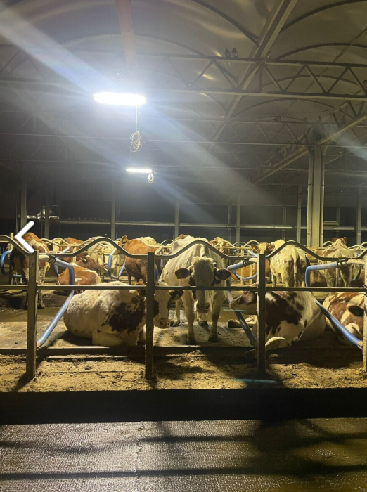 Leo van Gelder tweet media