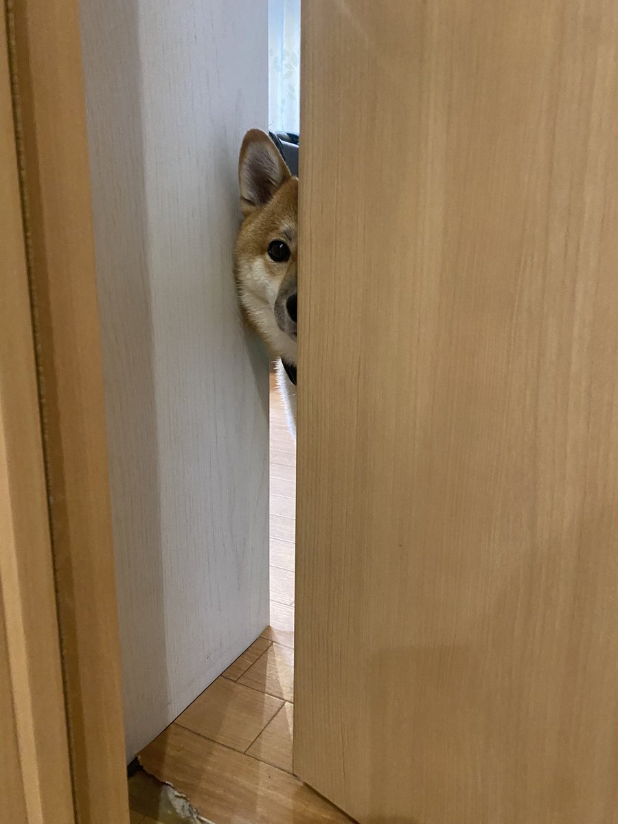豆柴の大和🐶 tweet media