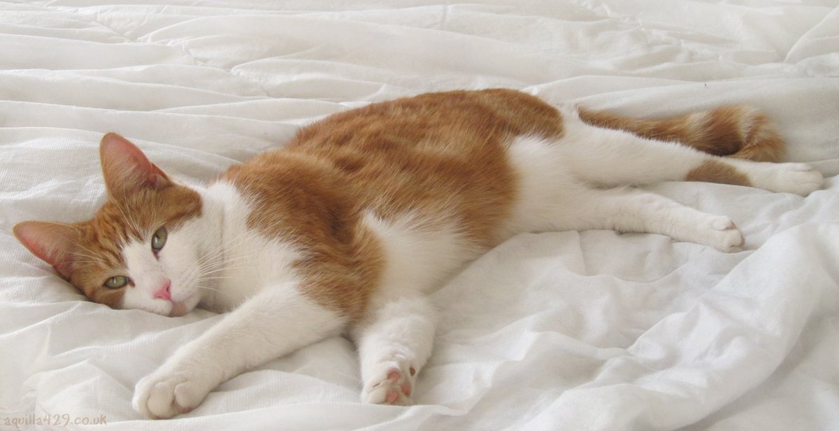 Miya Mewrilee 🎸💿 Millennial Dudetuber tweet media