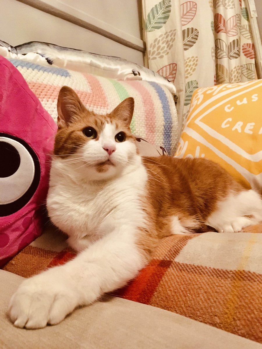 Miya Mewrilee 🎸💿 Millennial Dudetuber tweet media