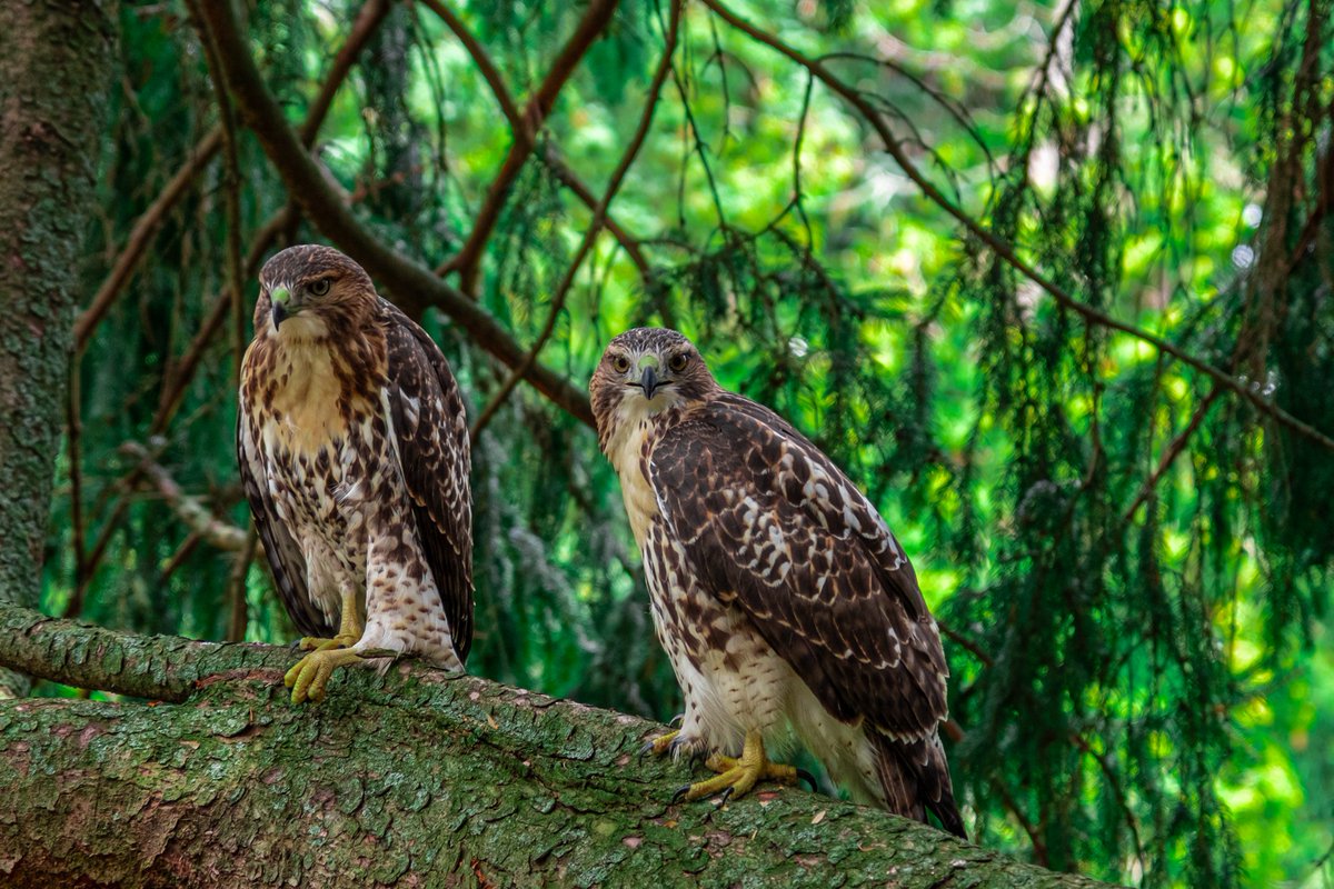 Birds DSCF7243 FUJIFILM X-S10

ilfjl.com/Groups/just-os…