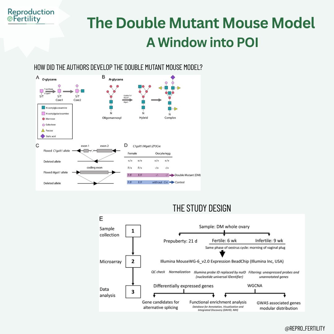 Reproduction and Fertility tweet media
