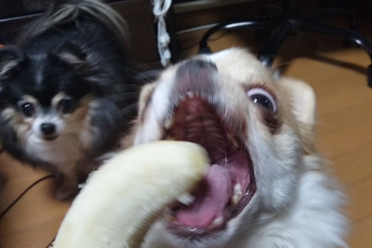 echigoyamoke's tweet photo. ばなーな🍌 https://t.co/R3wPlaavPa