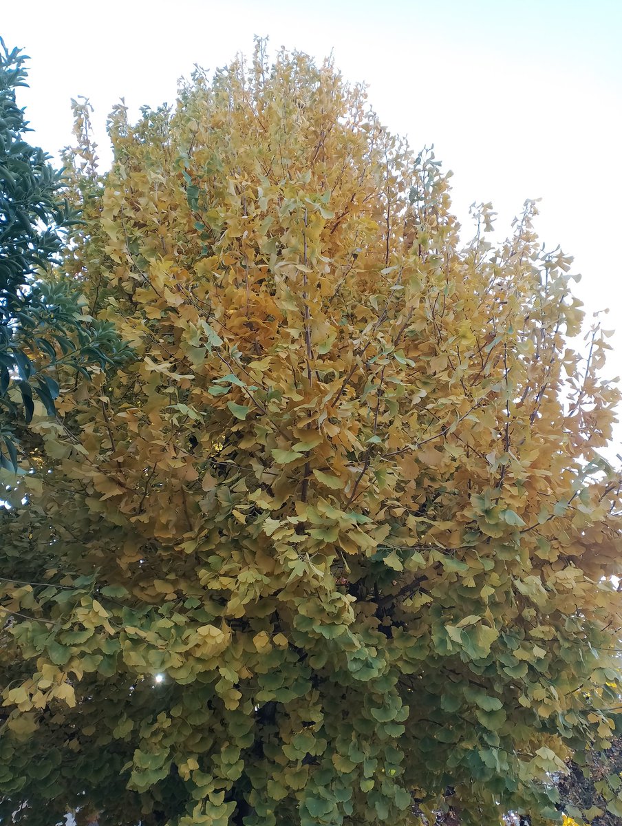 Autumn