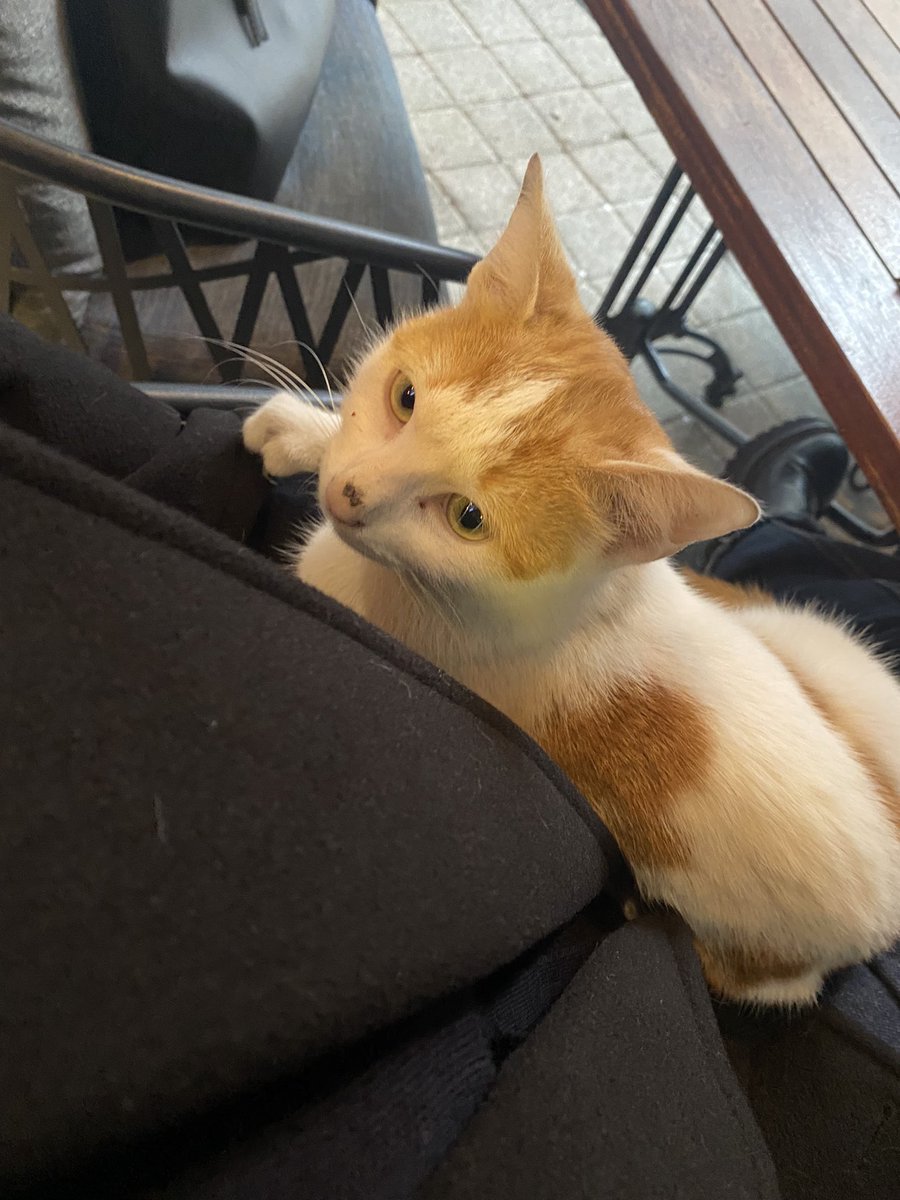 sırnaşık ve korkak🥺