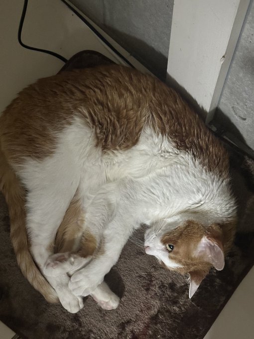 なんぼ何でもこの状態から年内アウトはないよな、、、
ここ数ヶ月で1番毛並みよくて重くて動き早いぞ 