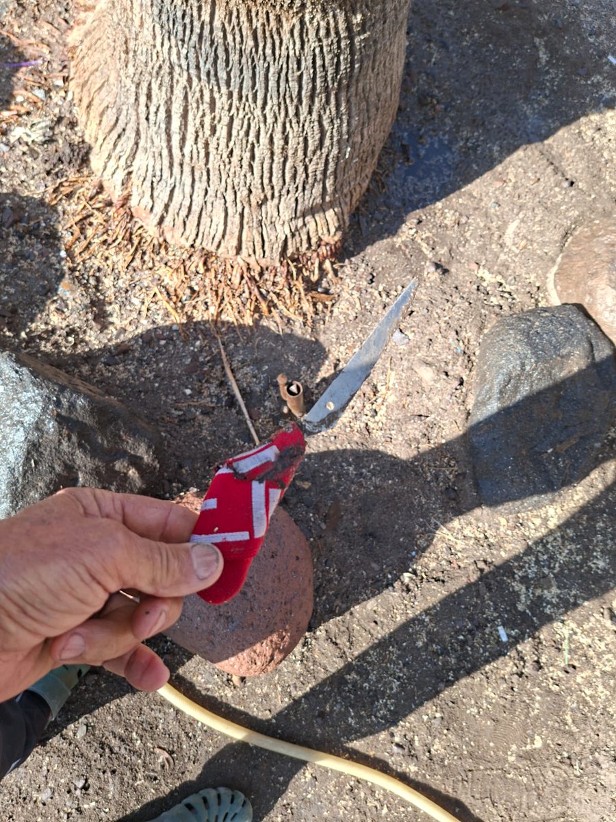 jorgesolimano's tweet image. #iquique 
Migrante ocultando arma blanca al lado de una palmera en Bolivar con Vivar