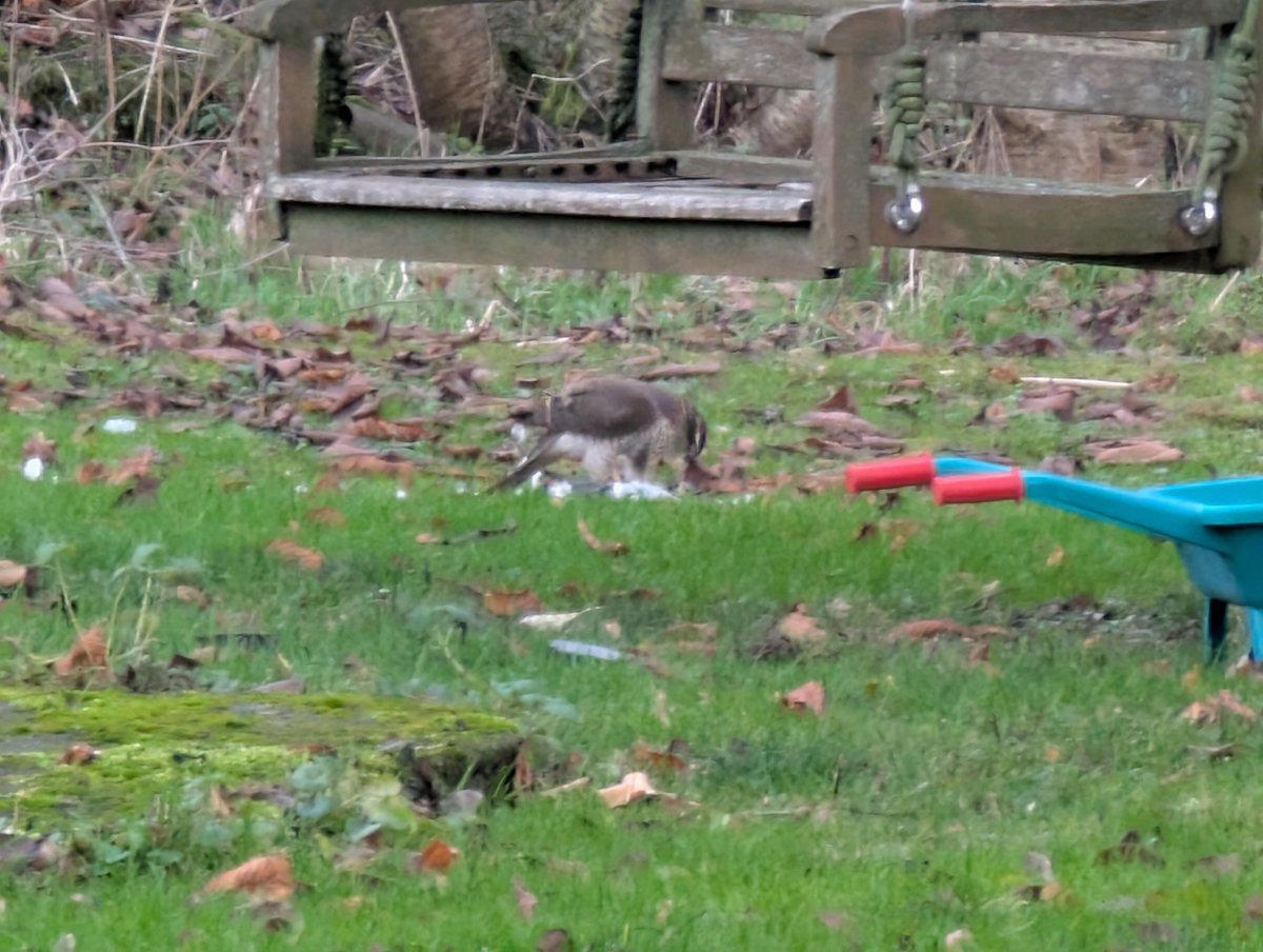 Nachdem wir die wilden Nachbarskatzen eingefangen haben, hatte ich mich gefragt, welches Tier denn hin und wieder so viele Federn im Garten hinterlässt. Marder? Fuchs? 

War wohl ein Raubvogel (Rotmilan?) 😶
(Hat eine Taube erwischt)