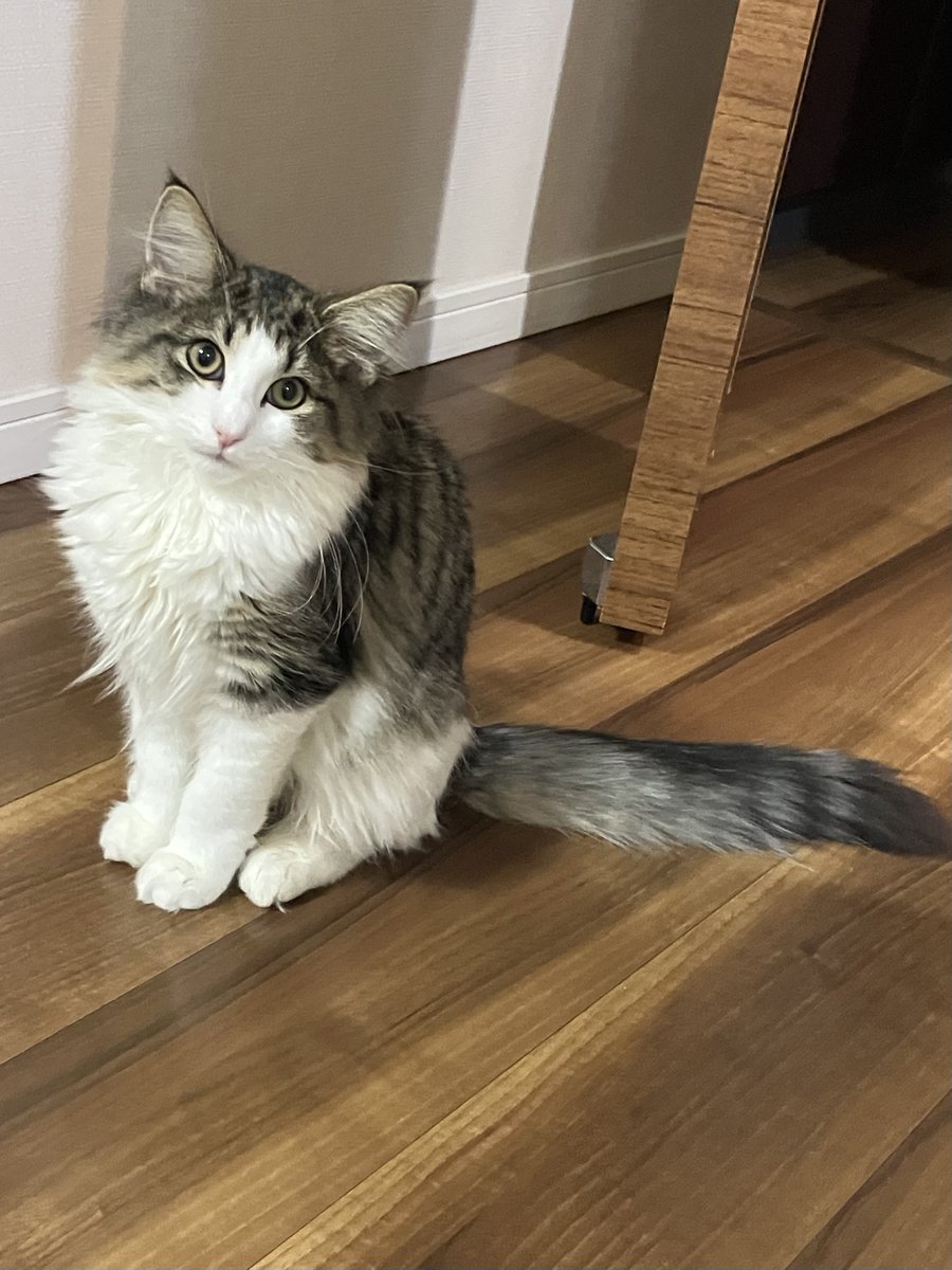 塩猫ノル Post by ノルさん🐈 on X: 見ている