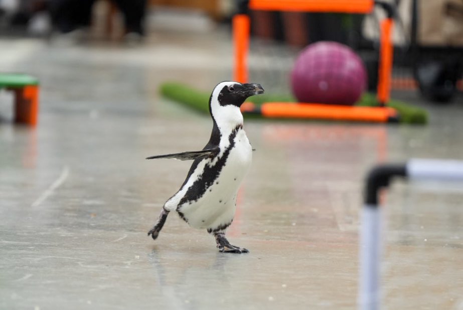 haru (@haru3131sui) / Posts / X