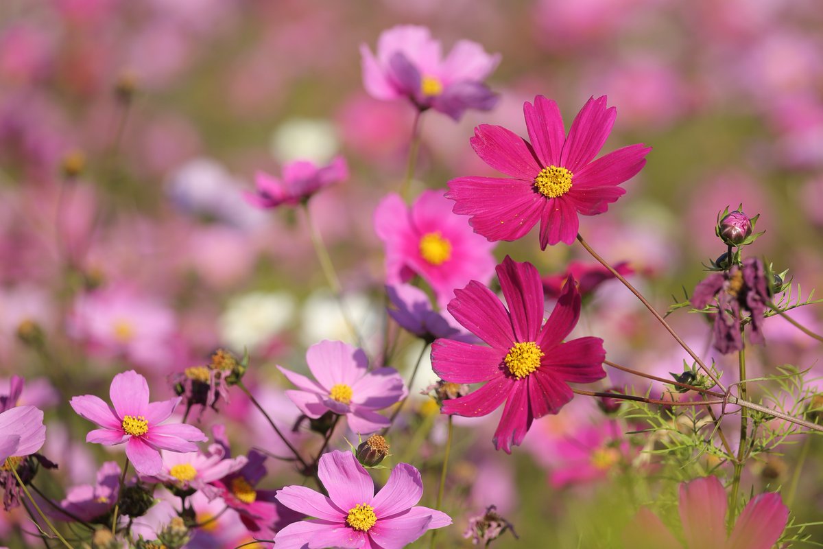 つづき ①②12月なのに秋桜が満開でした😊。んでも、そろそろ終わり