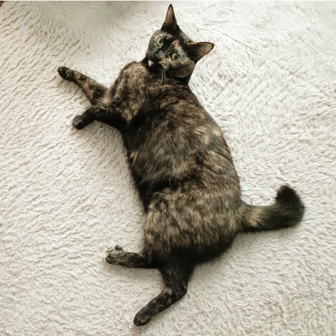 サビ猫の月麦 (@tsumugi_0260) / Posts / X