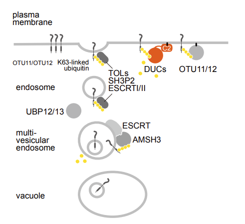 Marco Trujillo tweet media