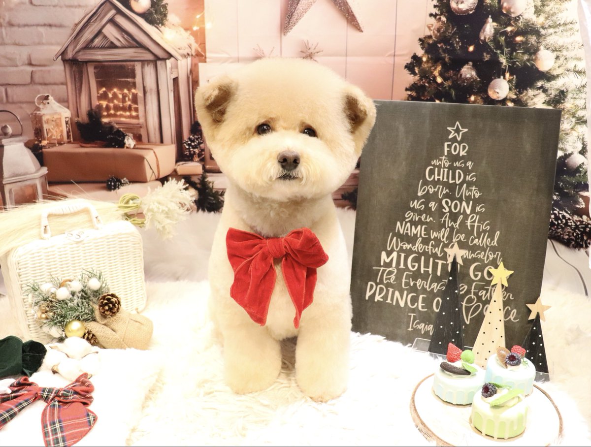 きなこちゃん今日も安定の可愛いさ❤️ MerryXmas🎄 （やまぐち）