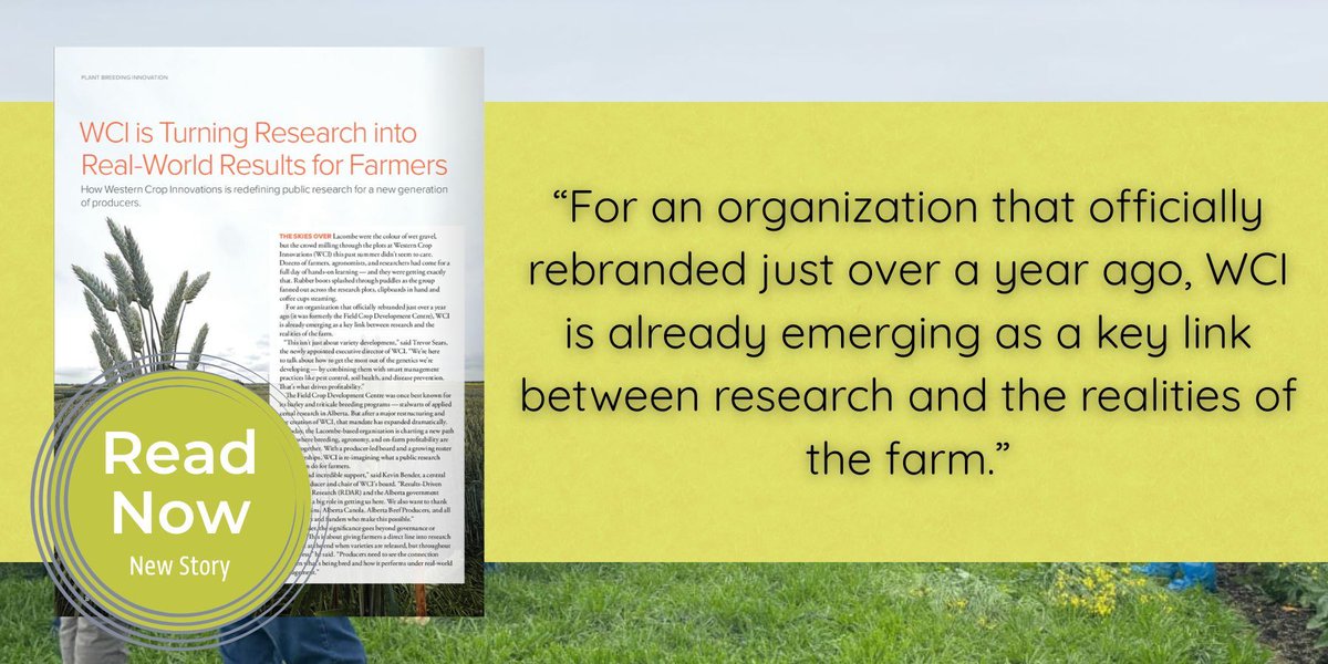 <a href="/WestCropInnvtns/">Western Crop Innovations</a> is turning research into real-world results for farmers.

Their mission? Get the most out of the genetics they're developing, with help from the users.

Learn more about WCI and their research in the fall issue of the Alberta Seed Guide: hubs.li/Q03W3tpf0