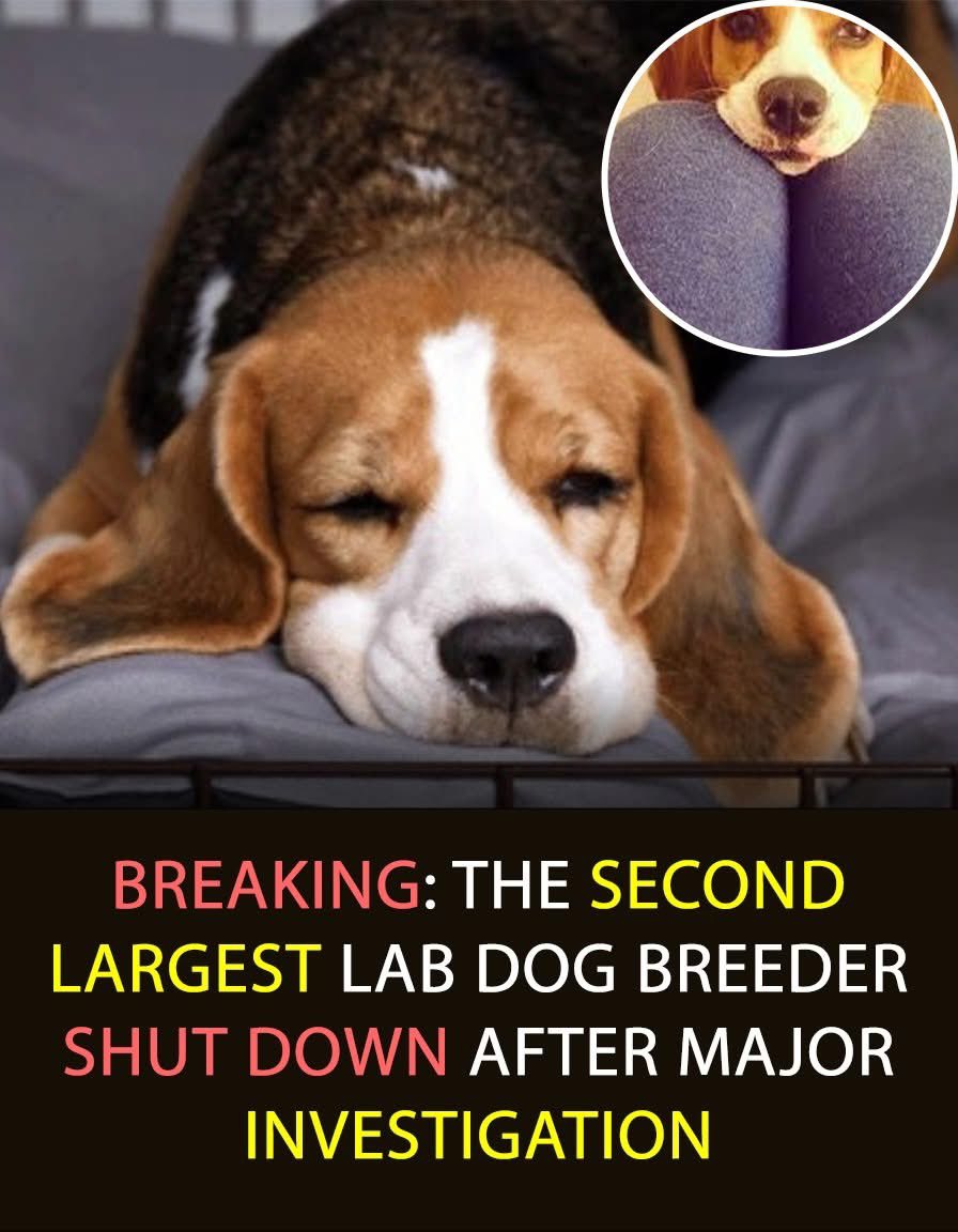 domdyer70's tweet image. 🚨 Huge victory for beagles!
After years of undercover investigations and public pressure, Ridglan Farms—the second largest dog supplier for U.S. labs—is closing its doors. Thousands of beagles who were born only to be experimented on now have a chance at real freedom and a life…