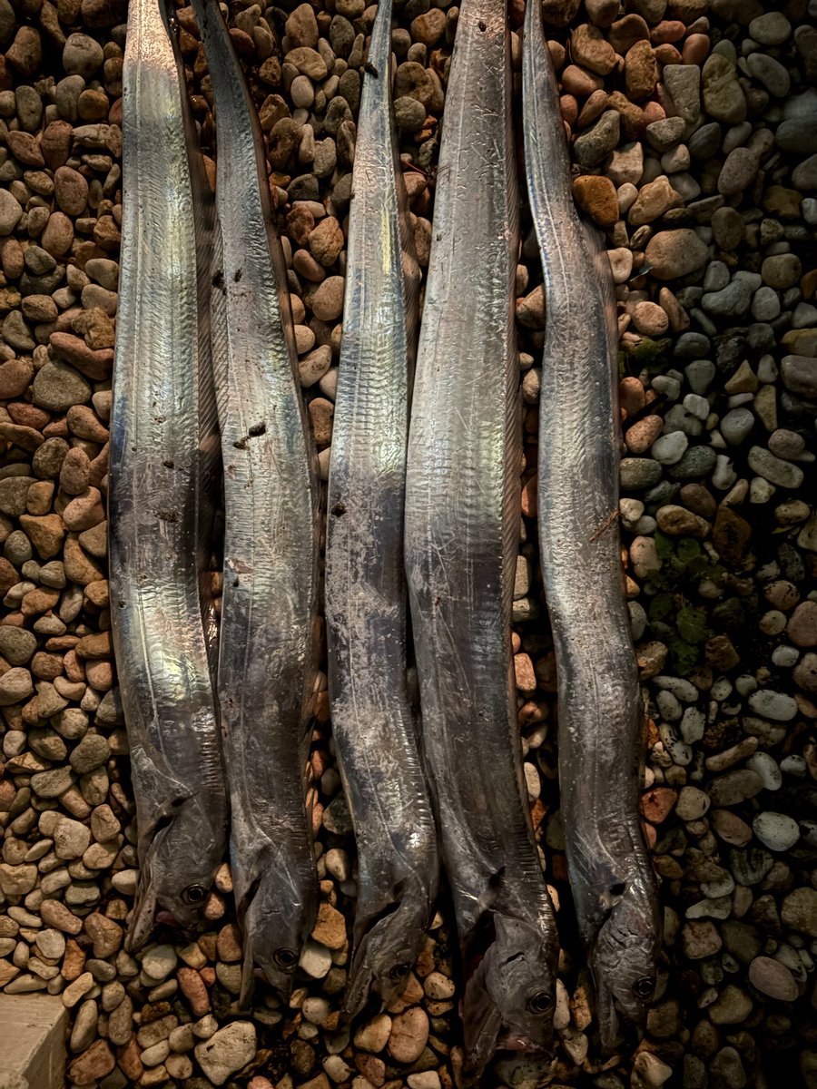 遠州サーフで刀狩りが始まったと聞いて行ったみたらホントに釣れた‼️
久々にすっごい楽しかった🤩
新品のミノーがタチウオの歯でボロボロになってた！もっと頑張ってもらうぞ👍