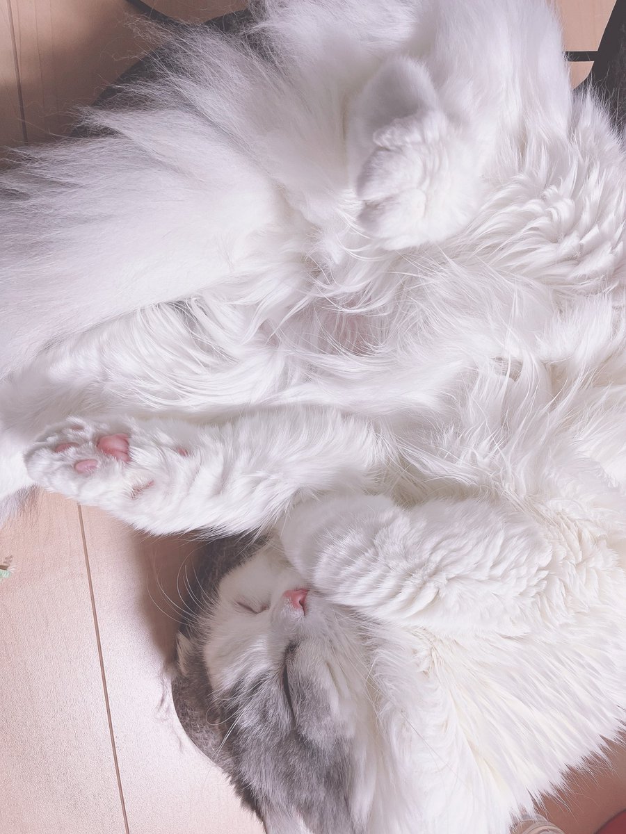 ねぇね( ´・ ・`) (@ne_ne0125) / Posts / X