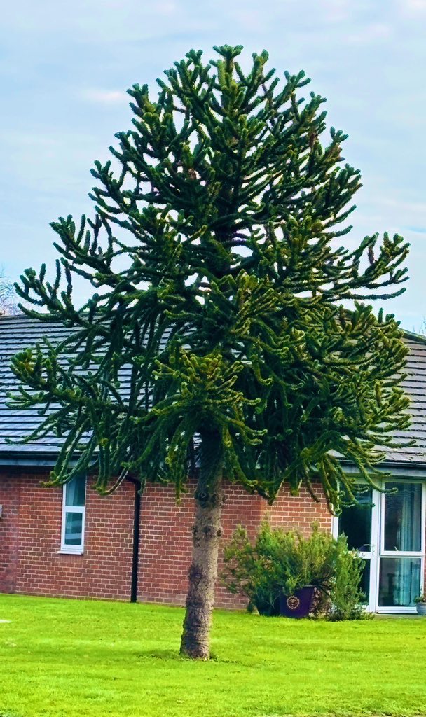 GoalOrchard's tweet photo. We are on the look out for alternate Christmas trees while on our walks. This Monkey Puzzle tree could be a great candidate. Any other options you’ve seen? We hope getting out in to nature is helping your work energy too. @The_RHS @GardenersWord #wellbeing #nature #festive https://t.co/cXCJbSb0N3